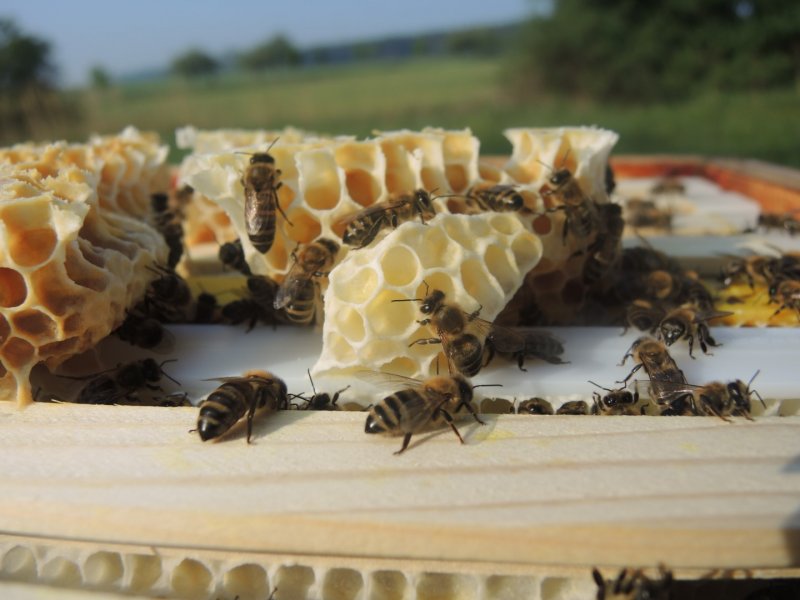 Proč mít včely?
